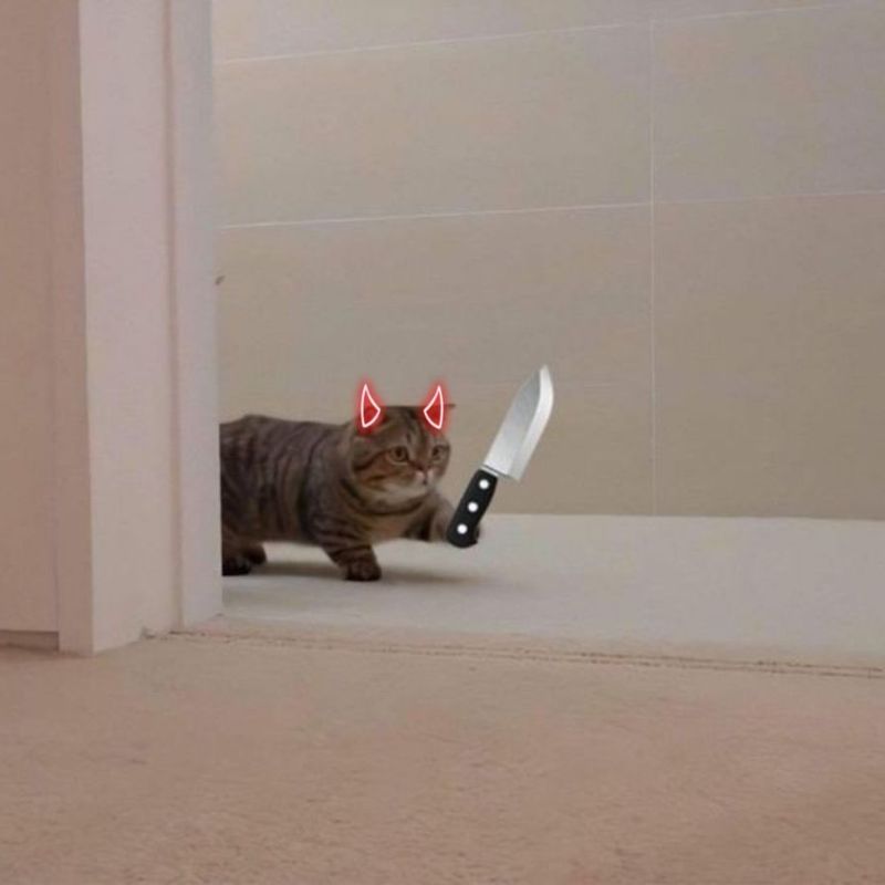 meme mèo cầm dao