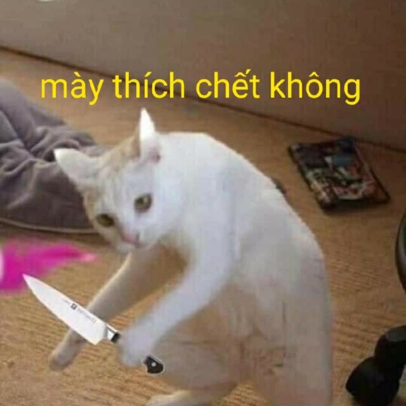 meme mèo cầm dao