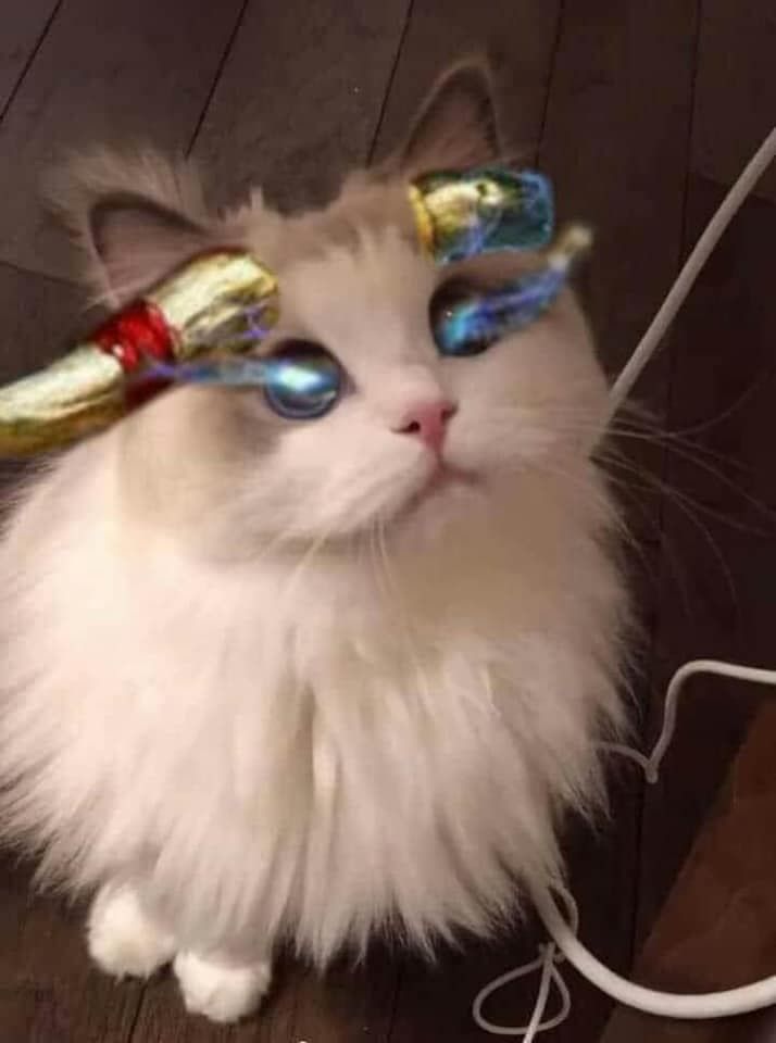 Anh meo LQ 103*264677