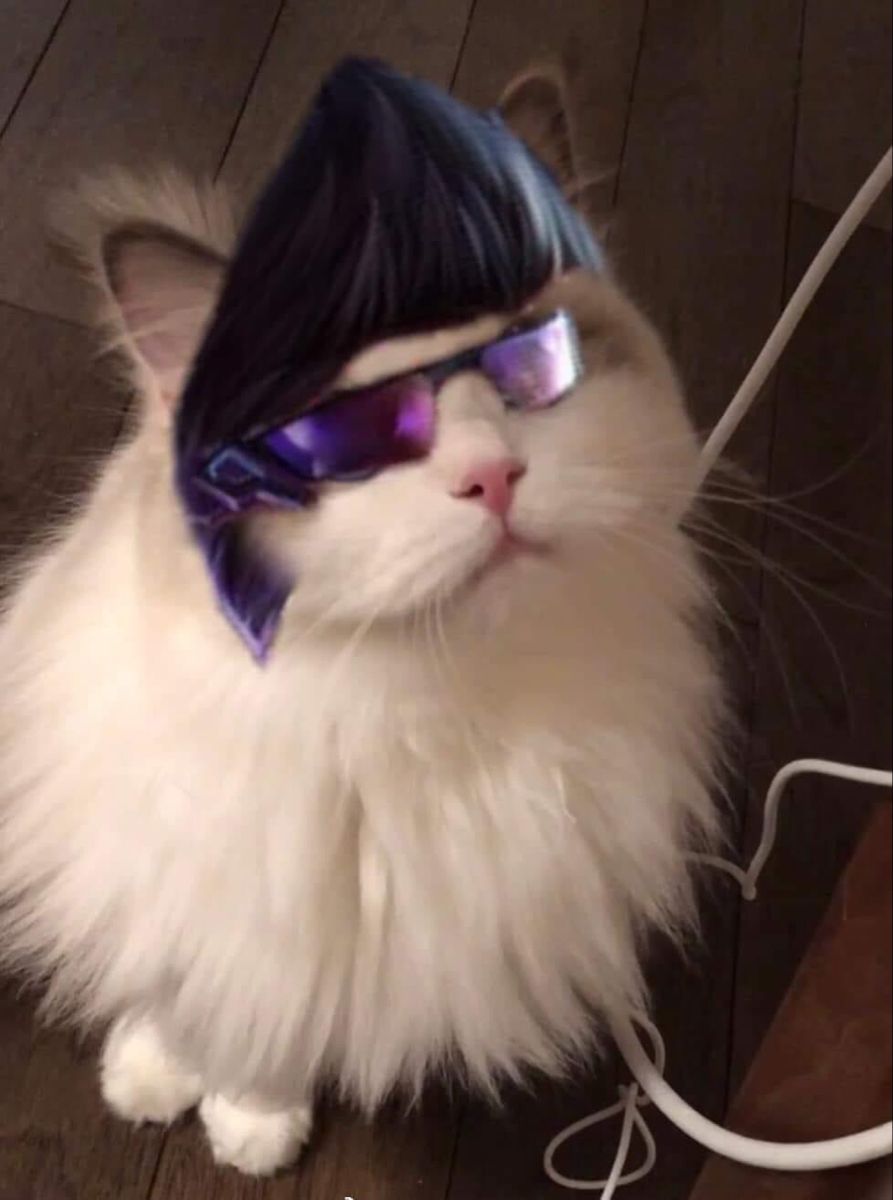 Anh meo LQ 104*264651