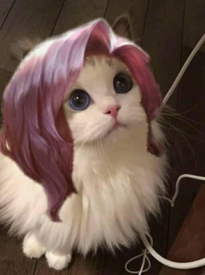 meme mèo liên quân