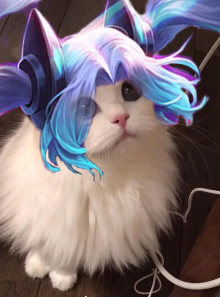 avt mèo liên quân