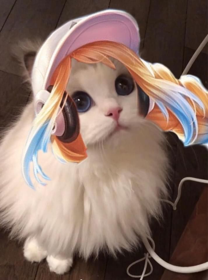 Anh meo LQ 46*264595