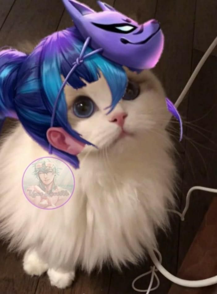 Anh meo LQ 51*264642