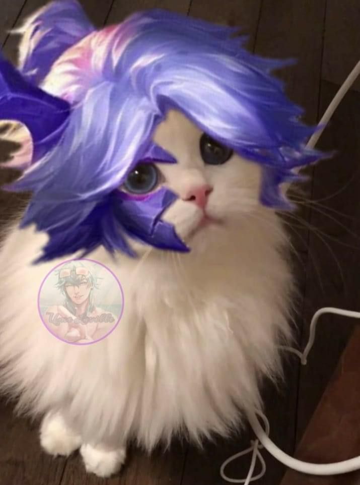 Anh meo LQ 62*264593