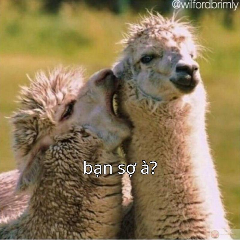 Bạn đừng run, meme chỉ hỏi một chút thôi