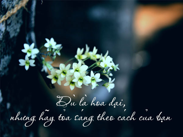 Bông hồng đỏ rực rỡ cùng những cánh hoa hé nở, biểu tượng cho cap hài hước về tình yêu nồng cháy nhưng đầy bất ngờ.