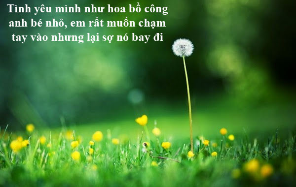 Cánh đồng hoa vàng tươi dưới nắng, gợi lên những stt hài hước về hoa hướng dương và sự lạc quan.