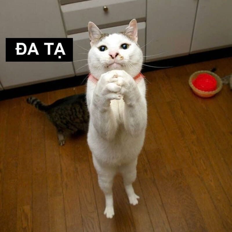 Meme cảm ơn ấm áp, tích cực