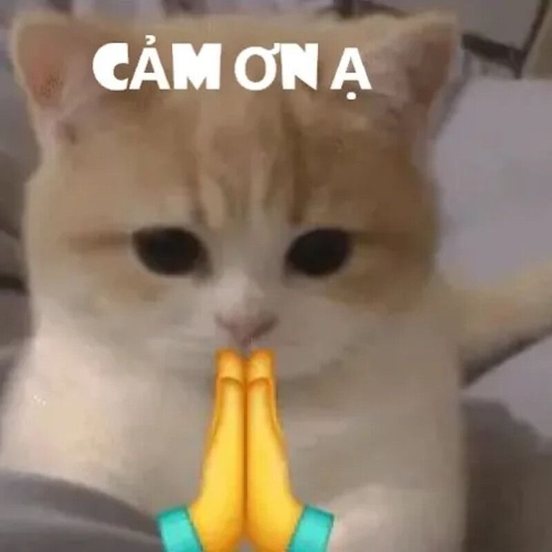 Cảm ơn meme biểu cảm tinh tế