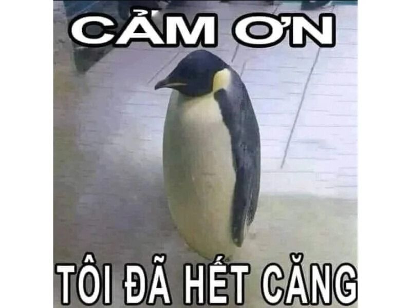 Cảm ơn meme hài hước, châm biếm