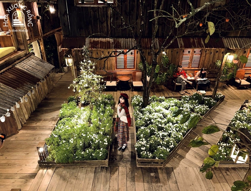 Chụp hình cùng vườn cúc họa mi đẹp nên thơ vào buổi tối khi lên đèn tại Tiệm cà phê Bình Minh Ơi