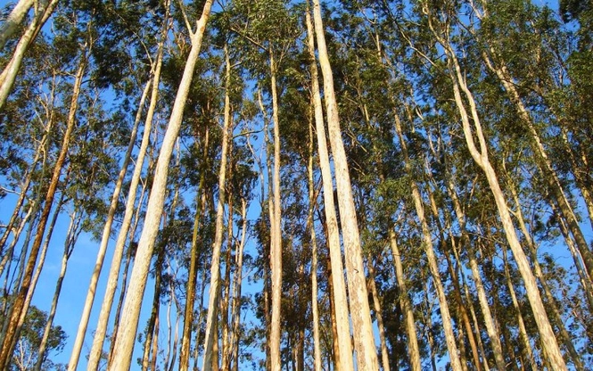 sản xuất cây công nghiệp nước ta hiện nay