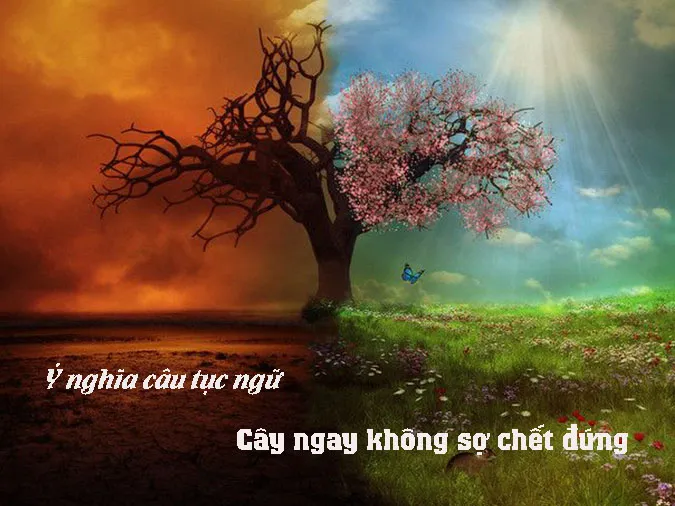 Giải thích ý nghĩa câu tục ngữ ‘Cây ngay không sợ chết đứng’ là gì?