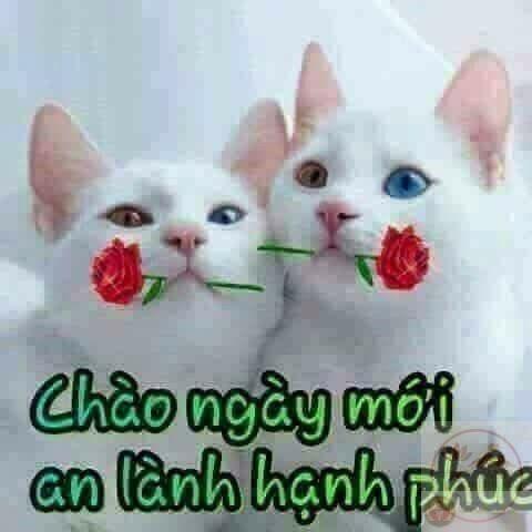 Ngày mới tốt lành meme