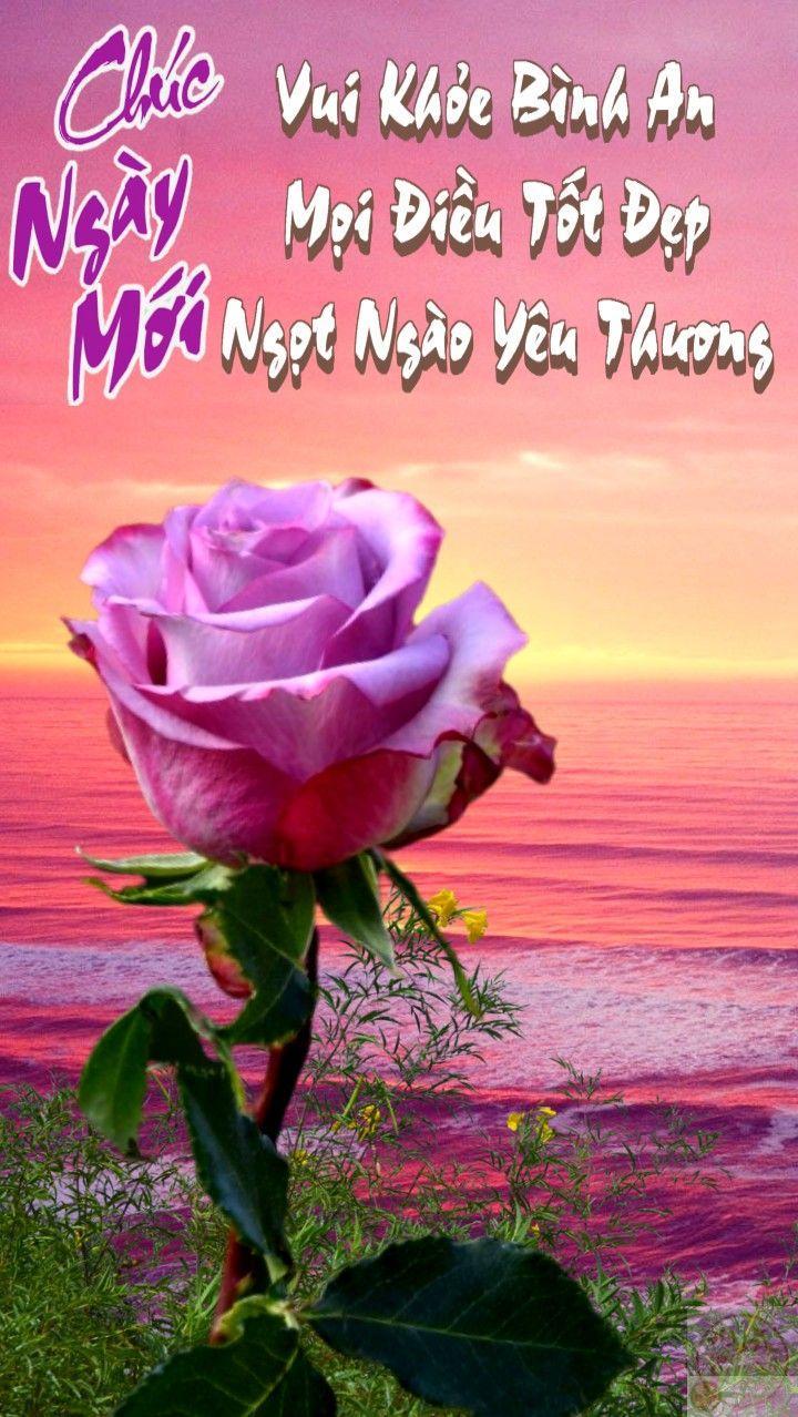 Meme chúc ngày mới tốt lành