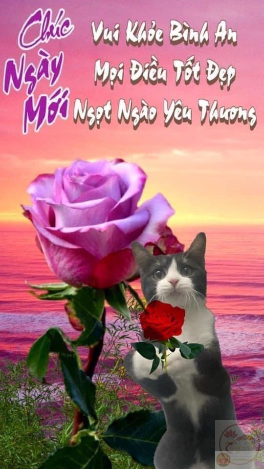 Meme chúc ngày mới