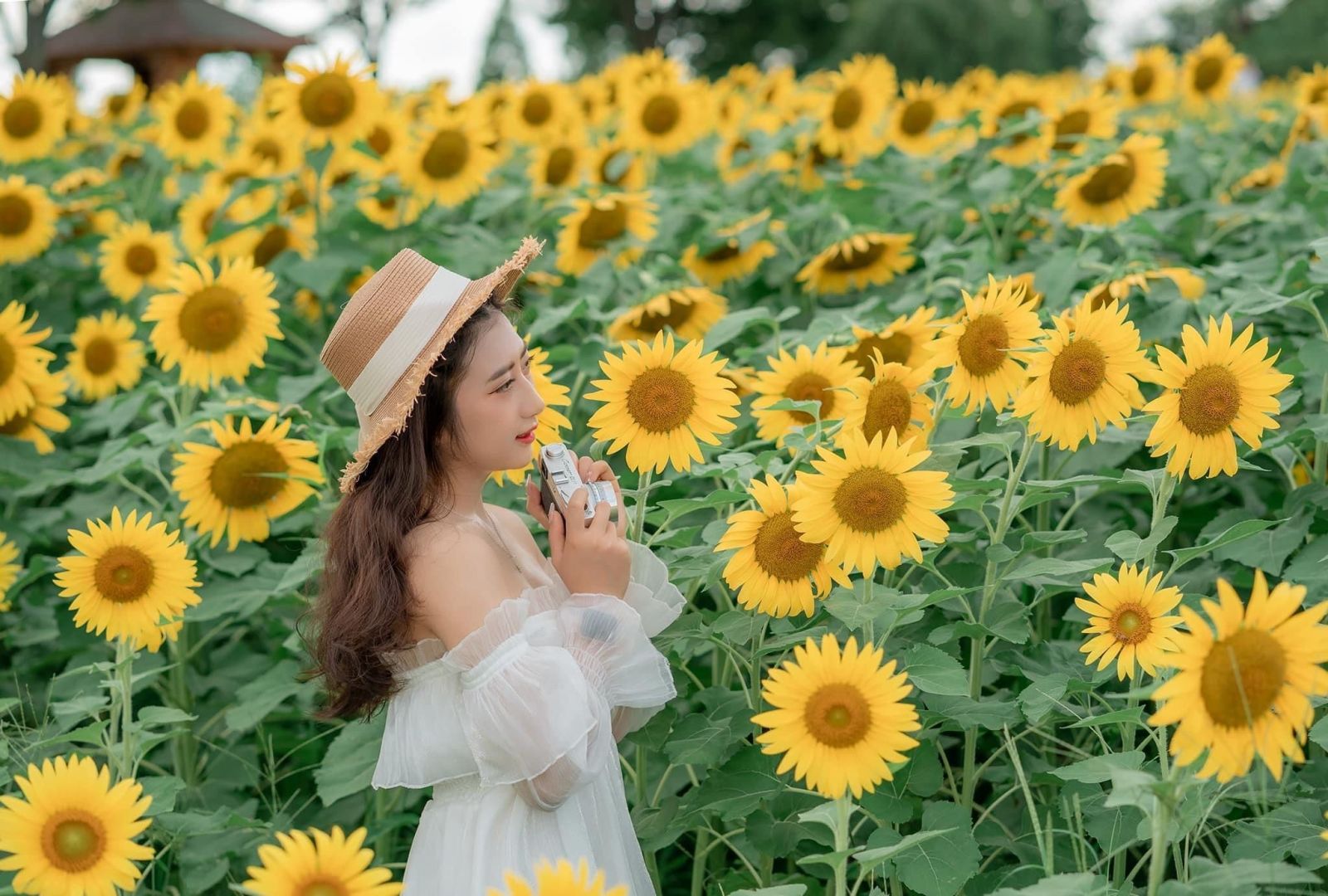 chụp ảnh với hoa hướng dương