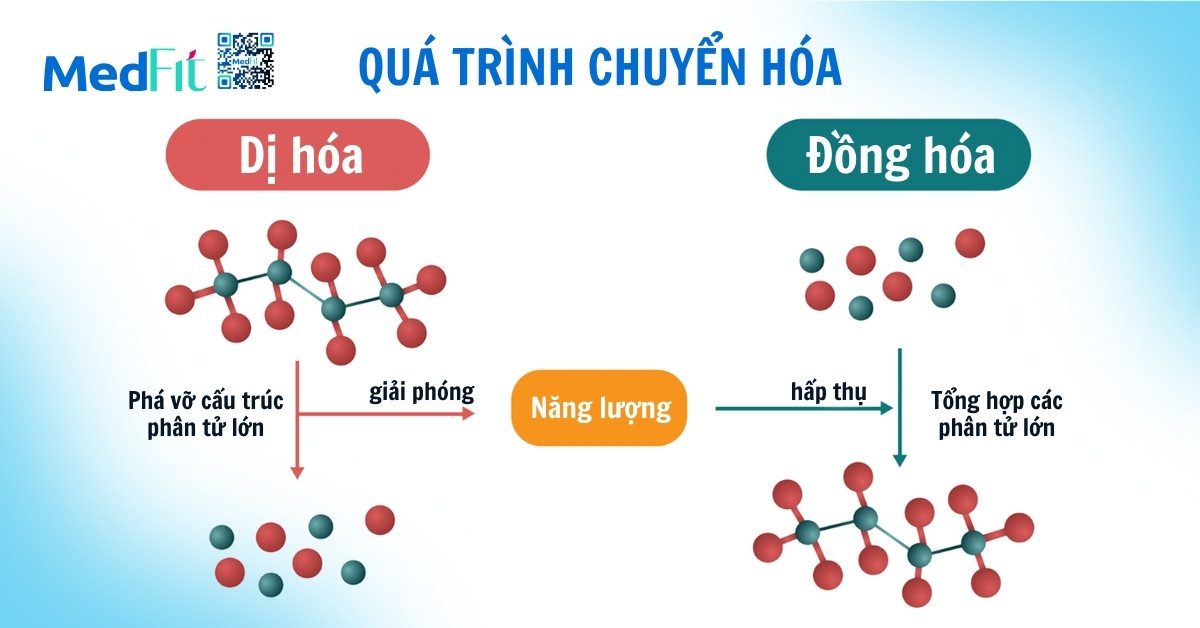 Chuyển hóa cơ bản là gì? Vai trò của chuyển hóa cơ bản trong kiểm soát cân nặng