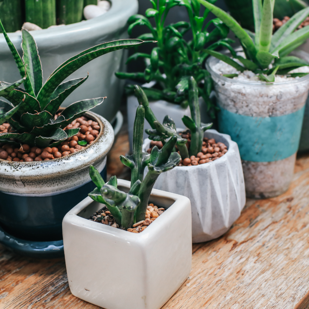 Trong Cay Khong Can Dat Ban Da Thu Chua 2