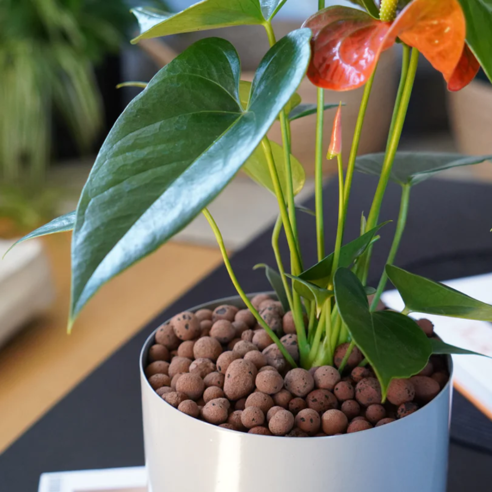 Trong Cay Khong Can Dat Ban Da Thu Chua 5