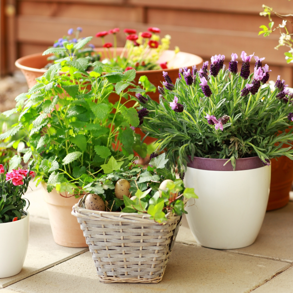 Trong Cay Khong Can Dat Ban Da Thu Chua 1