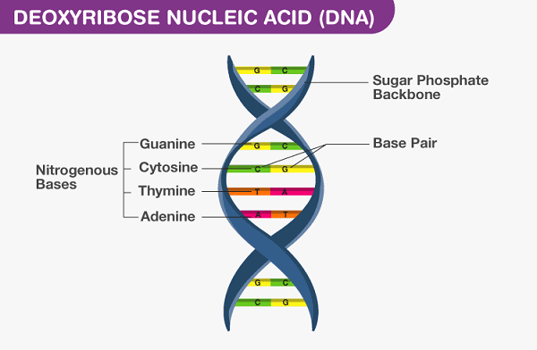 Cấu trúc của DNA