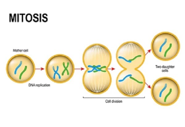 Quá trình tái bản DNA và phân bào