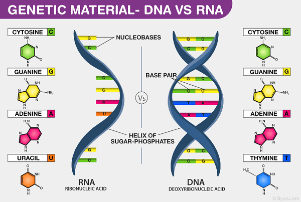 Hình ảnh RNA và DNA