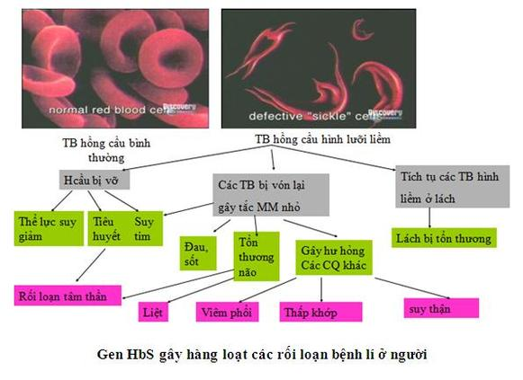 Tương tác gen và tác động đa hiệu của gen Sách giáo khoa Sinh học 12</>