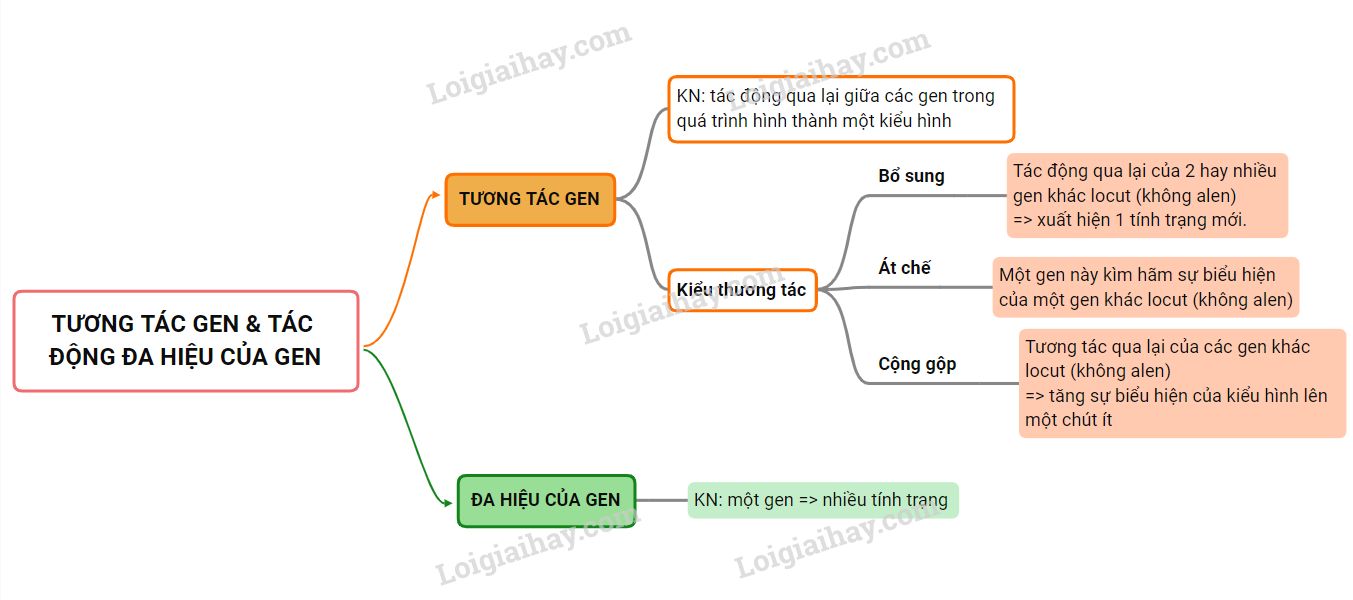 Tương tác gen và tác động đa hiệu của gen Sách giáo khoa Sinh học 12</>
