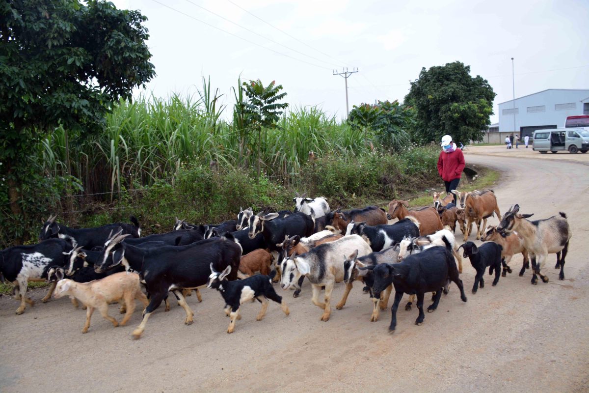 Cơ hội nào để phát triển ngành chăn nuôi gia súc ăn cỏ?