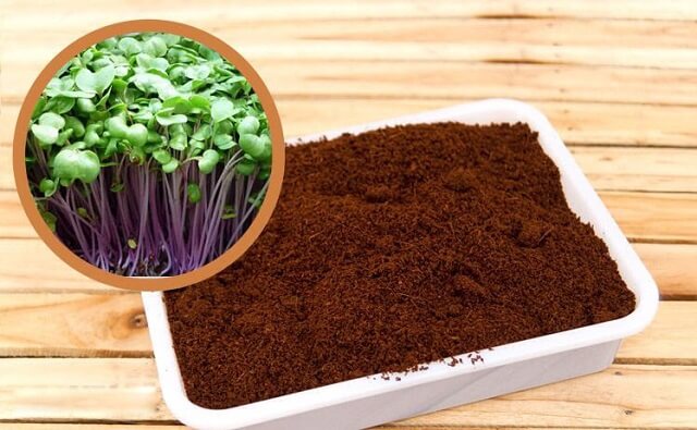 Giá thể mùn cưa – Cách sử dụng mùn cưa hiệu quả