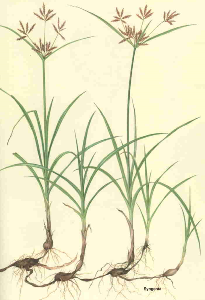 Hình ảnh vị thuốc hương phụ