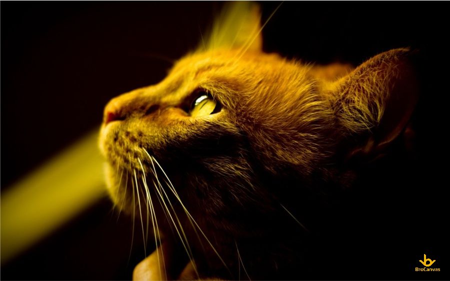 Hình ảnh Chú Mèo Suy Tư