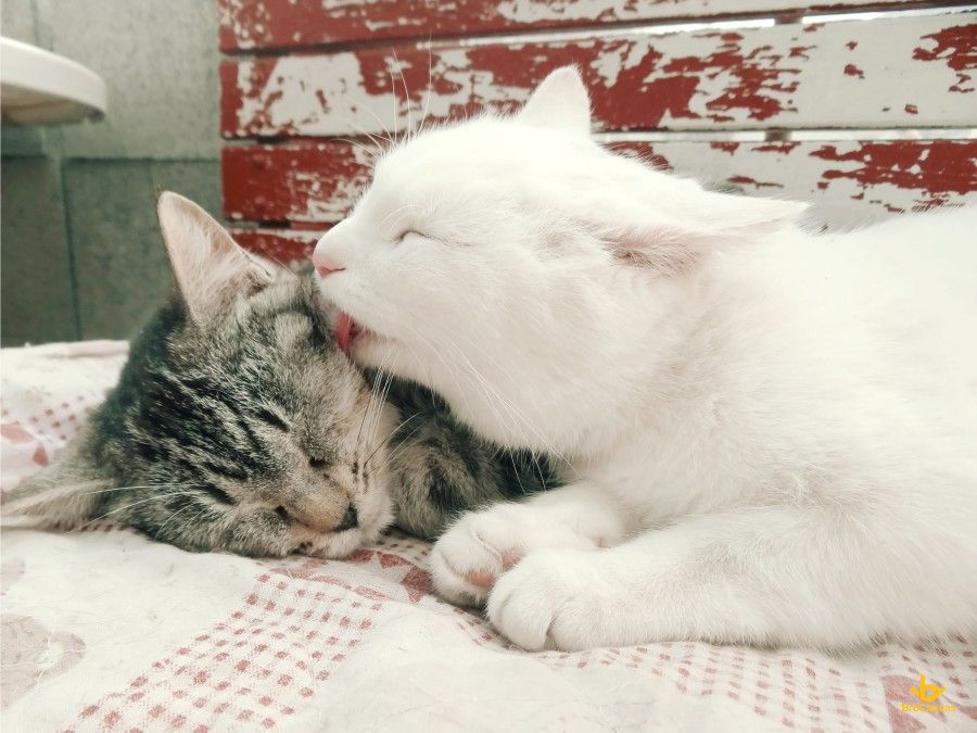 Hình ảnh đôi Mèo Yêu Thương Nhau