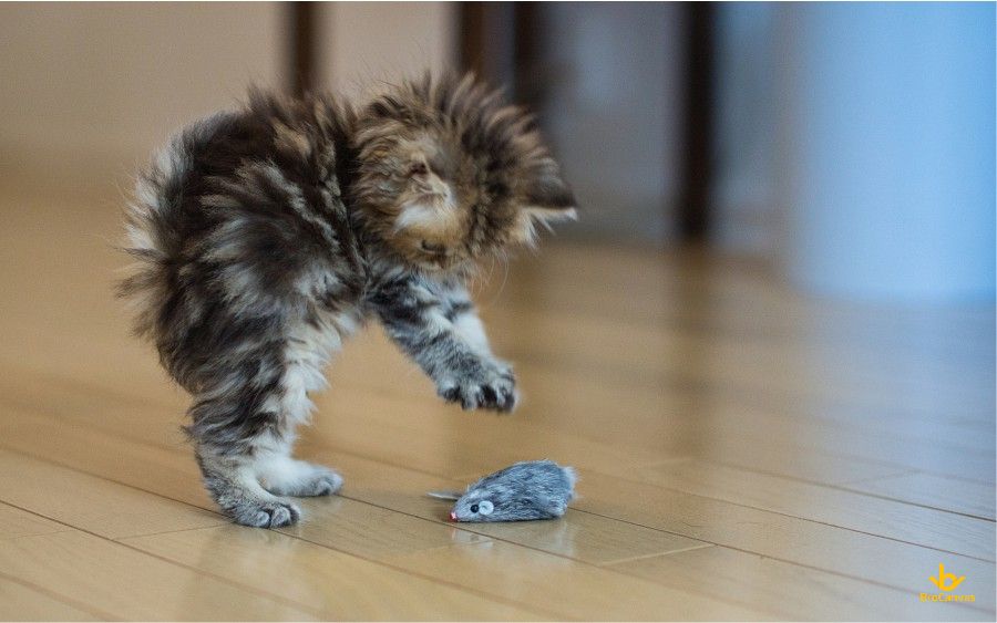 Hình ảnh Chú Mèo Con Chơi đùa Với Hình Nộm