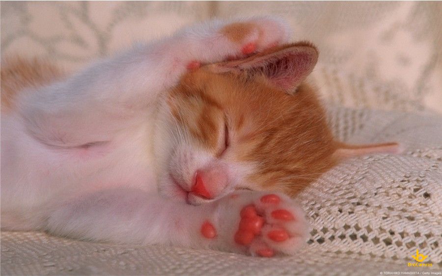 ảnh Chú Mèo Con Có đôi Chân Hồng Hào