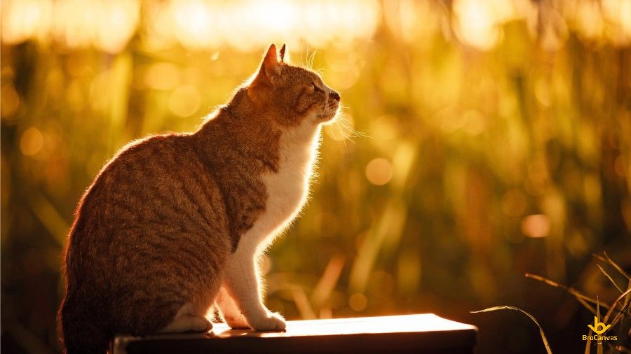 ảnh Chú Mèo Dưới ánh Nắng Chiều