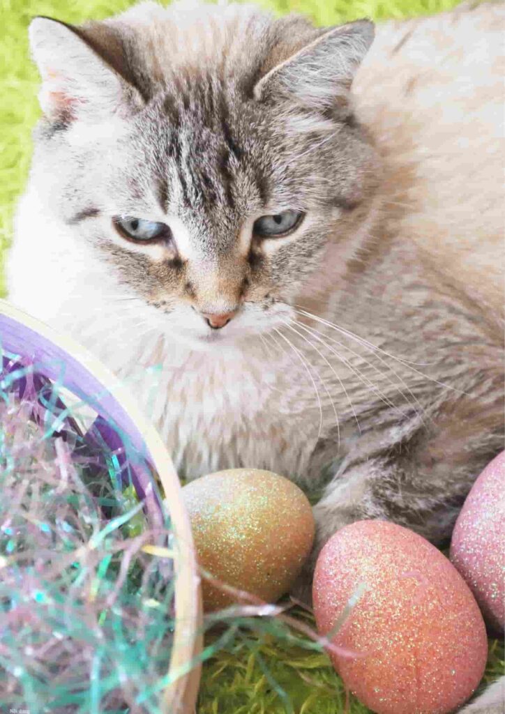 hình nền con mèo