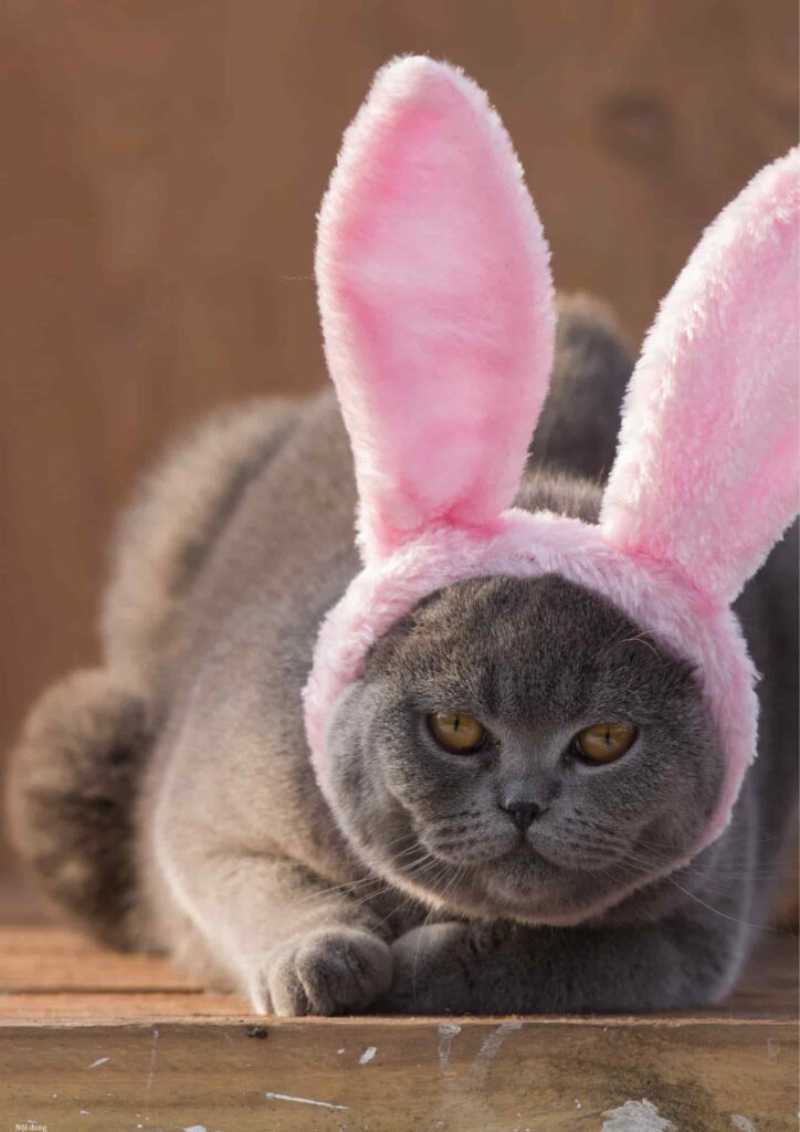 hình ảnh con mèo ngầu