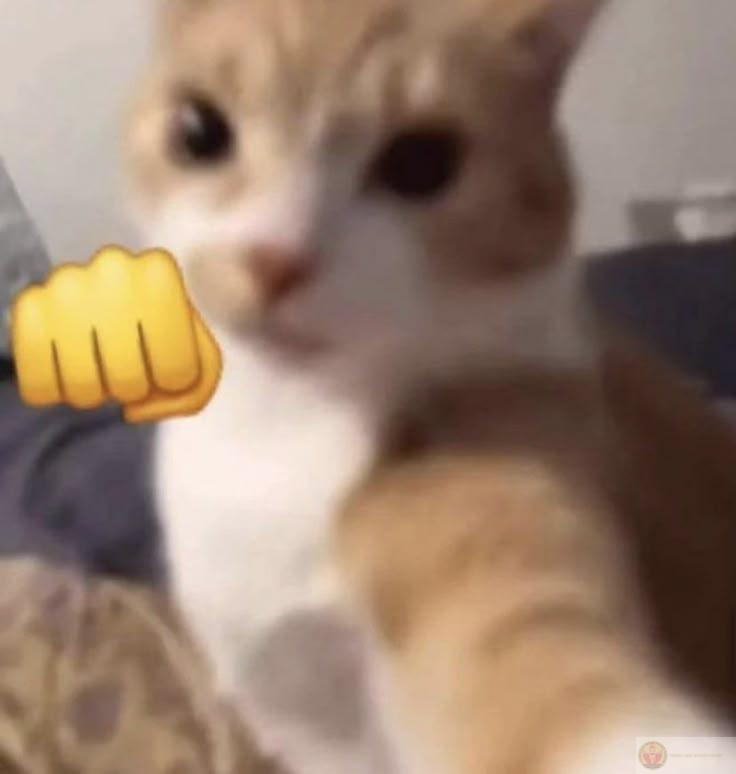 Meme đấm vỡ mặt