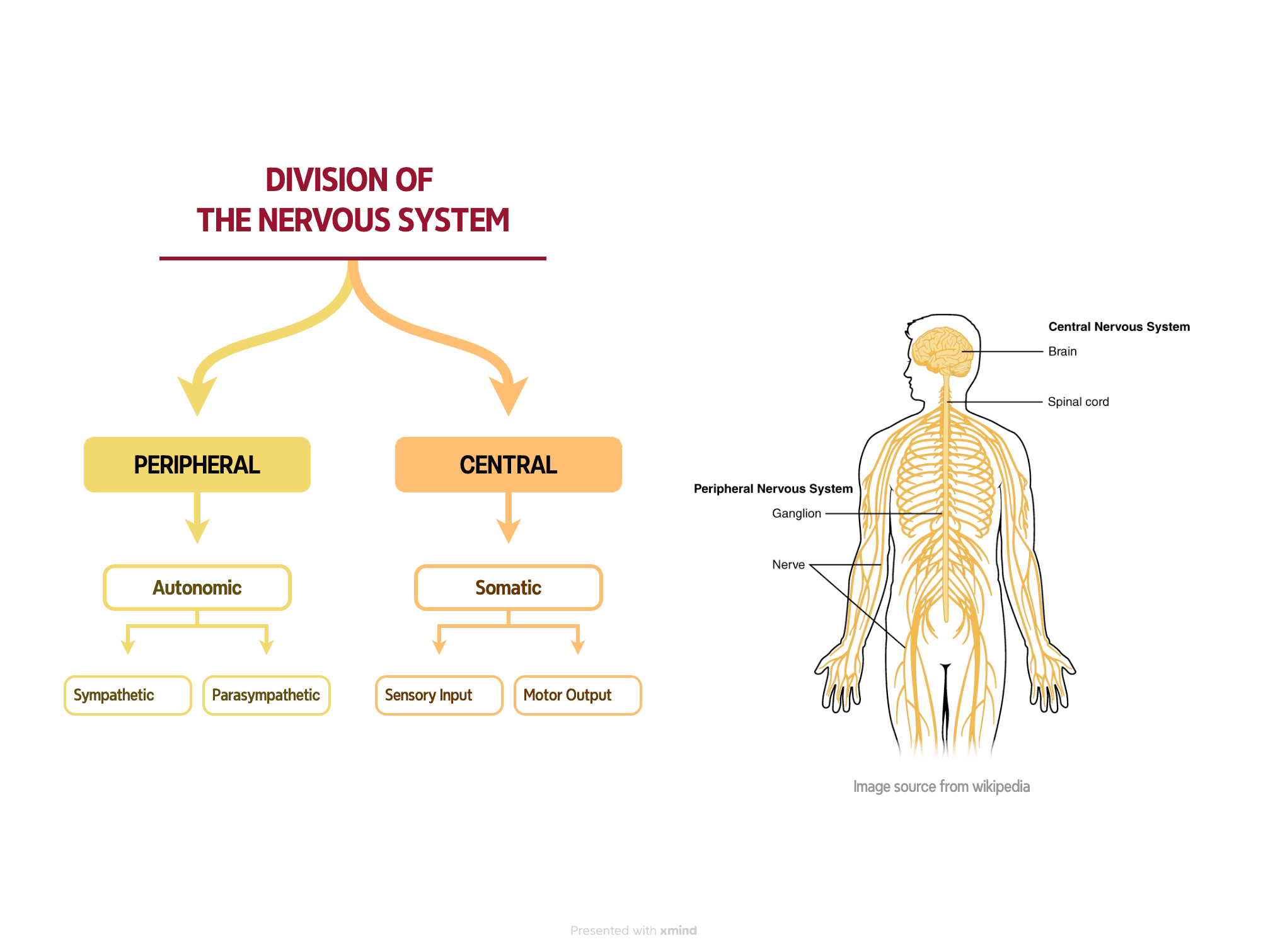A inforgrapghic template with Xmind mind map.
