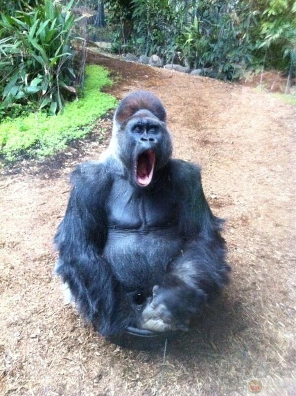 Hình khỉ đột hài hước nhanh chóng trở thành sticker hot trong group chat Gen Z