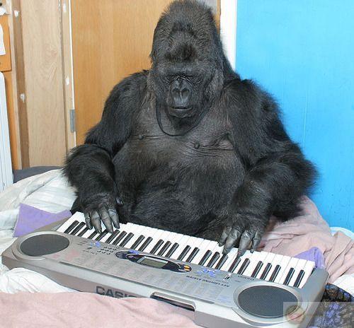 Meme khỉ đột bựa nhanh chóng lọt top những dạng ảnh chế hot nhất mạng xã hội