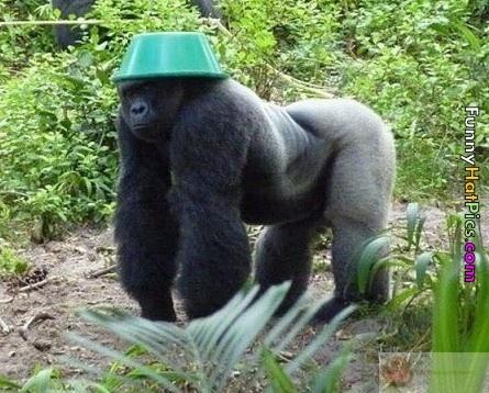 Meme khỉ đột cute trở thành nguồn cảm hứng chế ảnh vui nhộn được Gen Z yêu thích