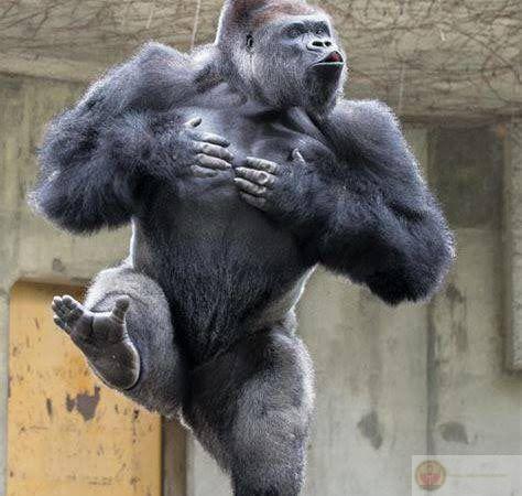 Meme khỉ đót hài hước khiến cộng đồng mạng cười nghiêng ngả vì độ ngầu khó đỡ