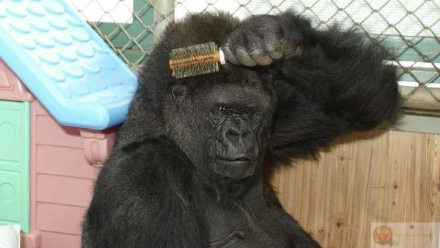 Bộ gorilla meme hài hước giúp Gen Z thể hiện cảm xúc vui nhộn cực sáng tạo