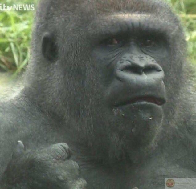 Gorilla meme nổi bật với biểu cảm vừa mạnh mẽ vừa hài hước cực khó quên