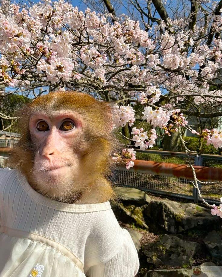 Meme khỉ hài hước với biểu cảm ngơ ngác khiến cộng đồng mạng cười lăn lộn